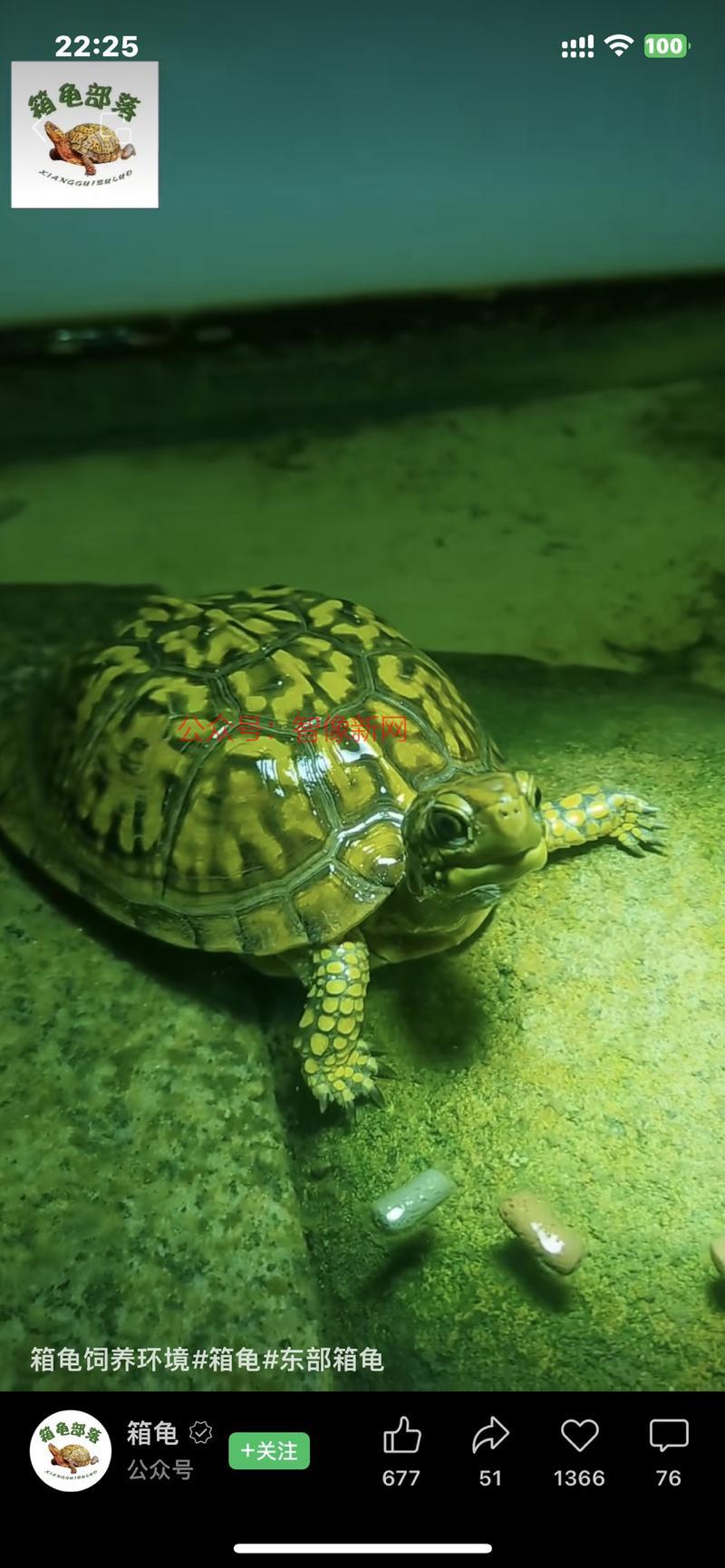 这个博主就发了乌龟的视…#情报-搞钱情报论坛-网创交流-智像新网